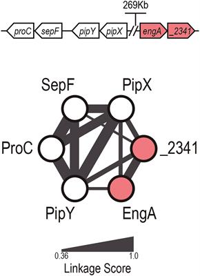 Regulatory Connections Between the Cyanobacterial Factor PipX and the Ribosome Assembly GTPase EngA